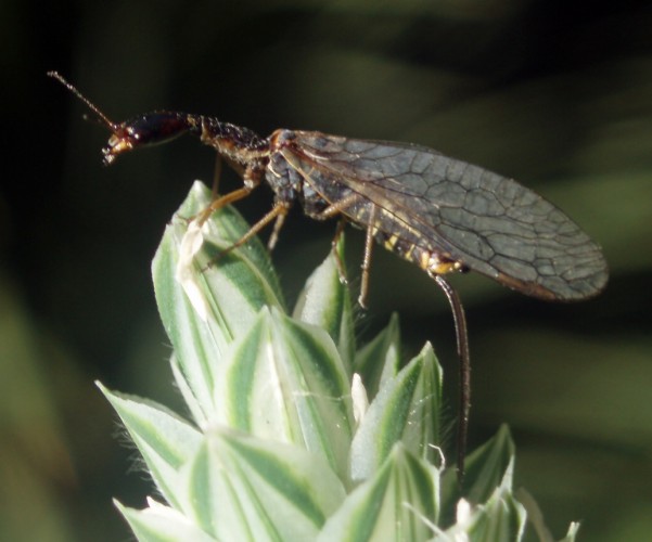 Raphidiidae da determinare. Femmina.